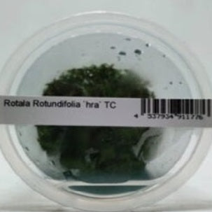 Rotala Macrandra 'green'- IC038