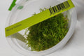 Riccia Fluitans - IC040