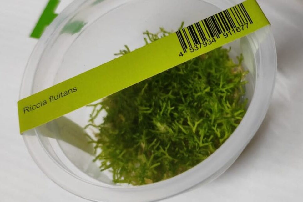 Riccia Fluitans - IC040