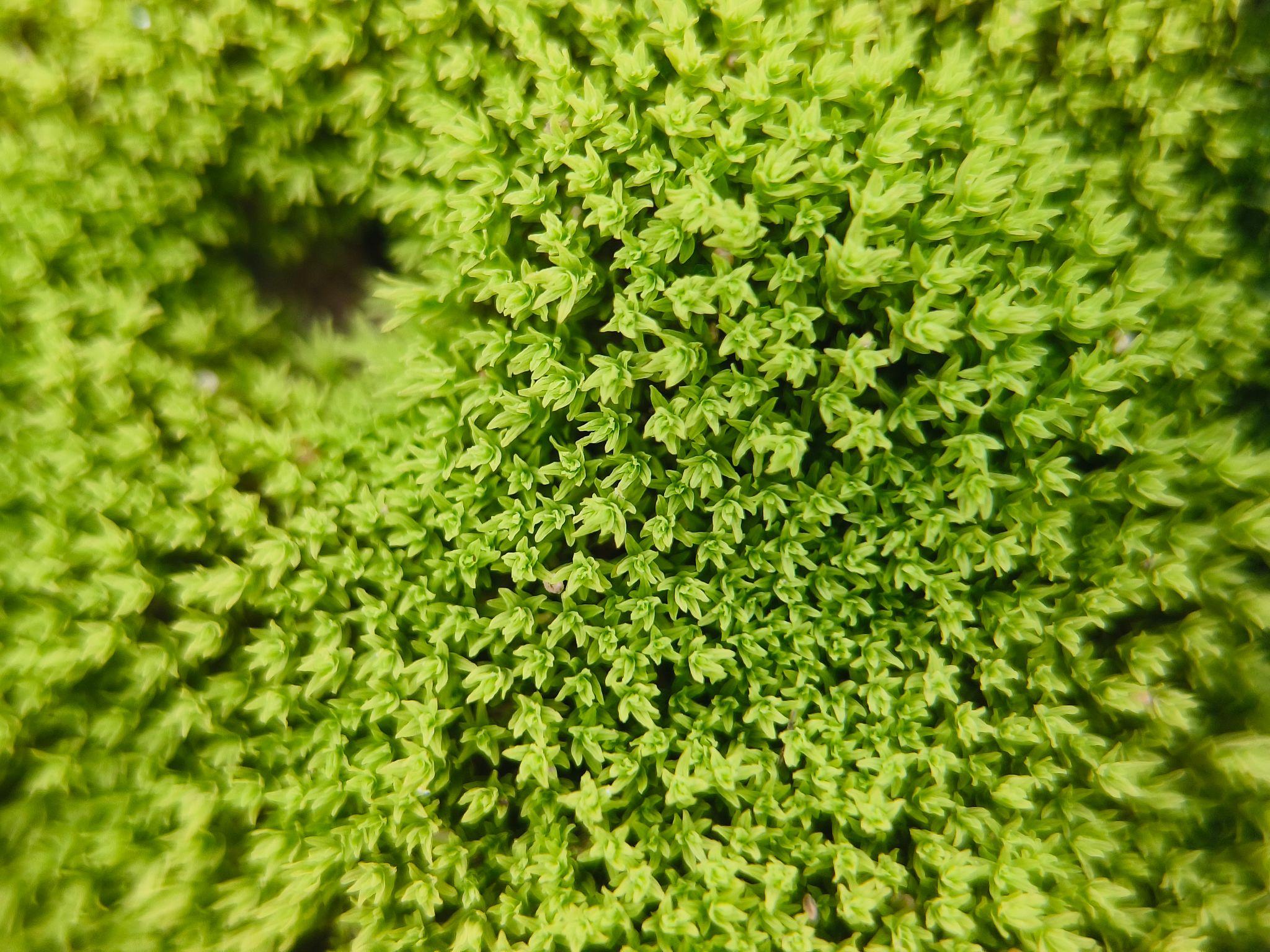 Leucobryum Aduncum/ Pin Cushion Moss - IC550