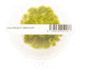 Leucobryum Aduncum/ Pin Cushion Moss - IC550