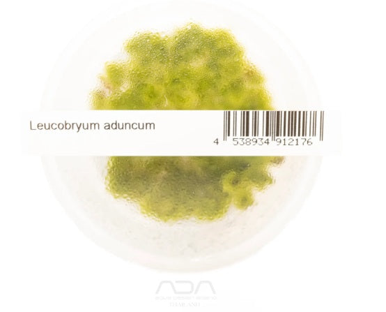 Leucobryum Aduncum/ Pin Cushion Moss - IC550