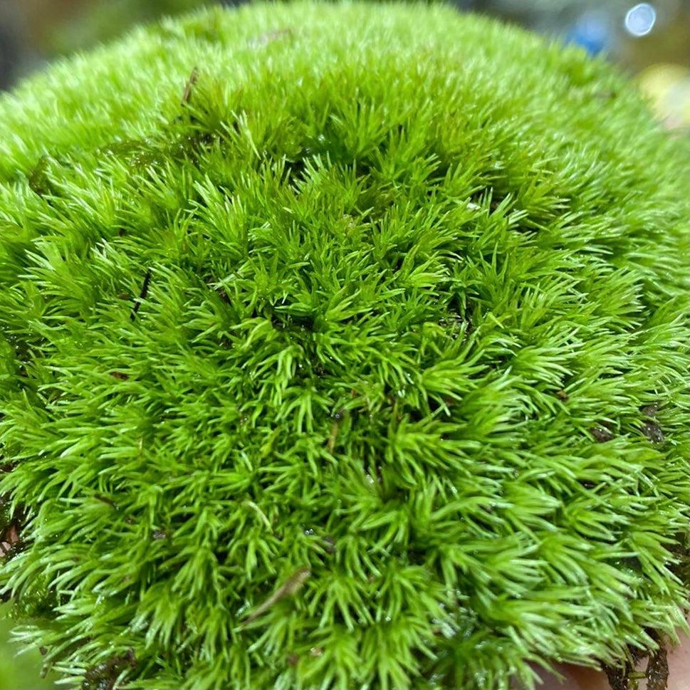 Leucobryum Aduncum/ Pin Cushion Moss - IC550