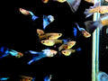 Japanese Blue Tail Guppy - Pair