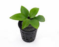 Anubias Barteri var. Nana ‘Gold’ – Pot Plant
