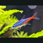 Neon Tetra
