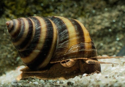 Nubby Piano Snail