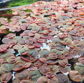 Phyllanthus fluitans - FP611