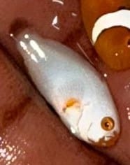 Picasso Clown White