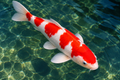 Red & White Koi