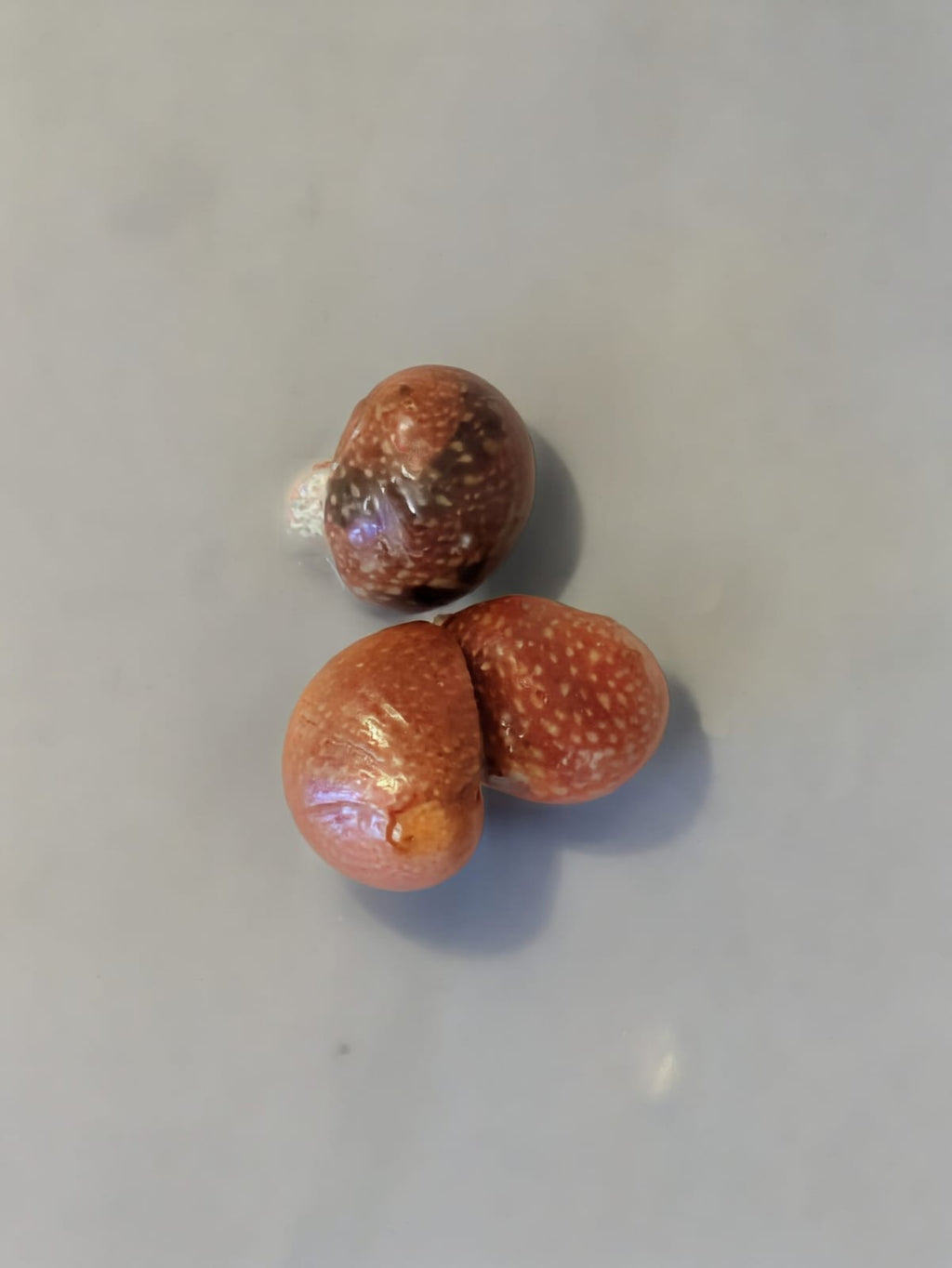 Red Batik Nerite Snail
