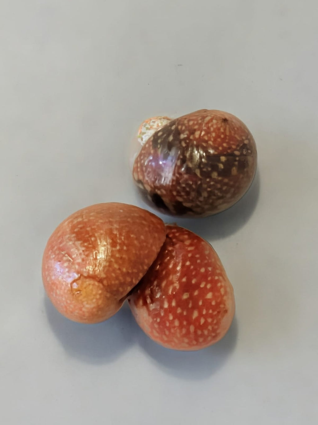 Red Batik Nerite Snail