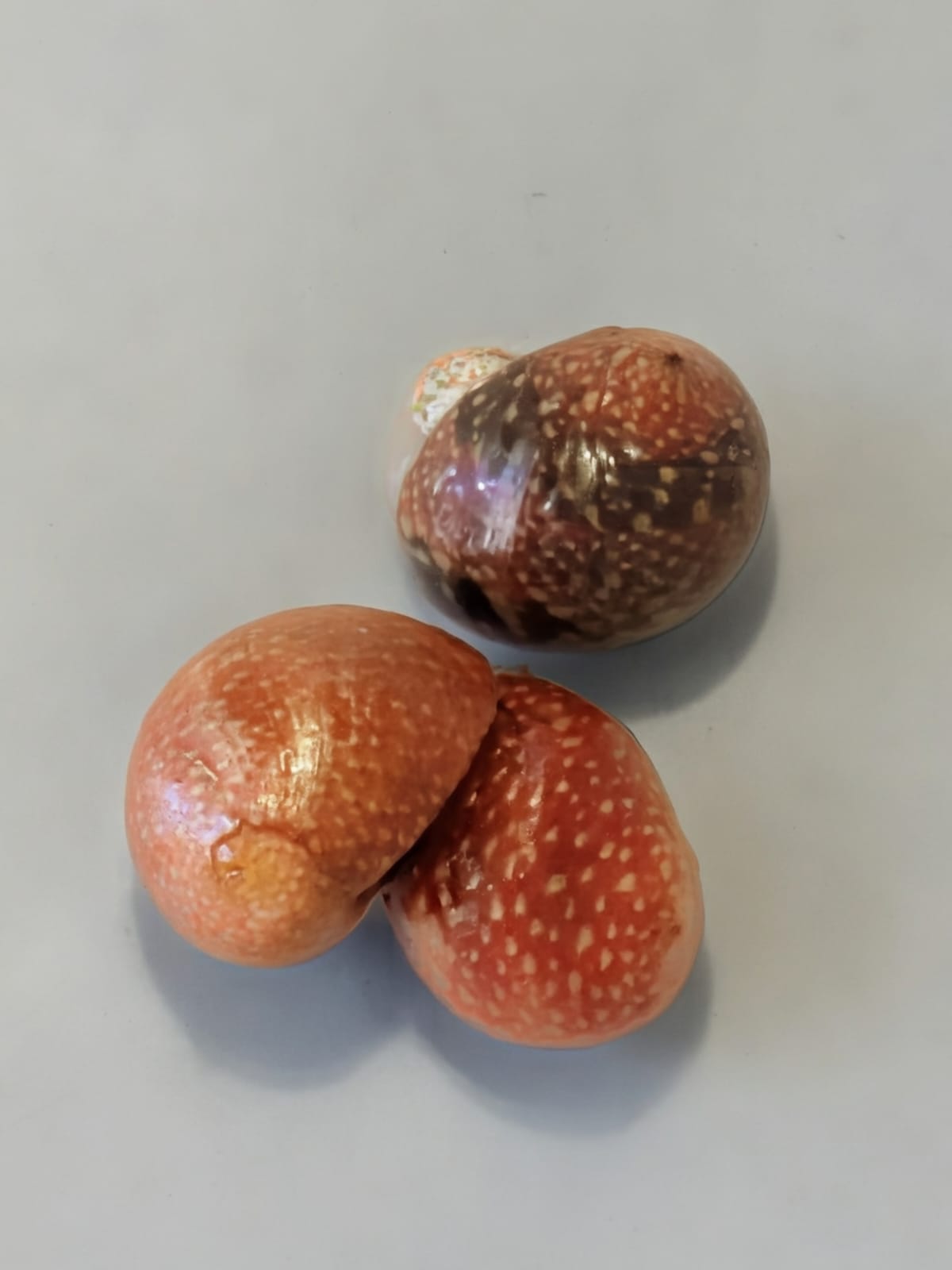 Red Batik Nerite Snail