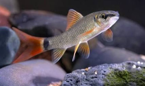 Red Tail Rainbow Shark
