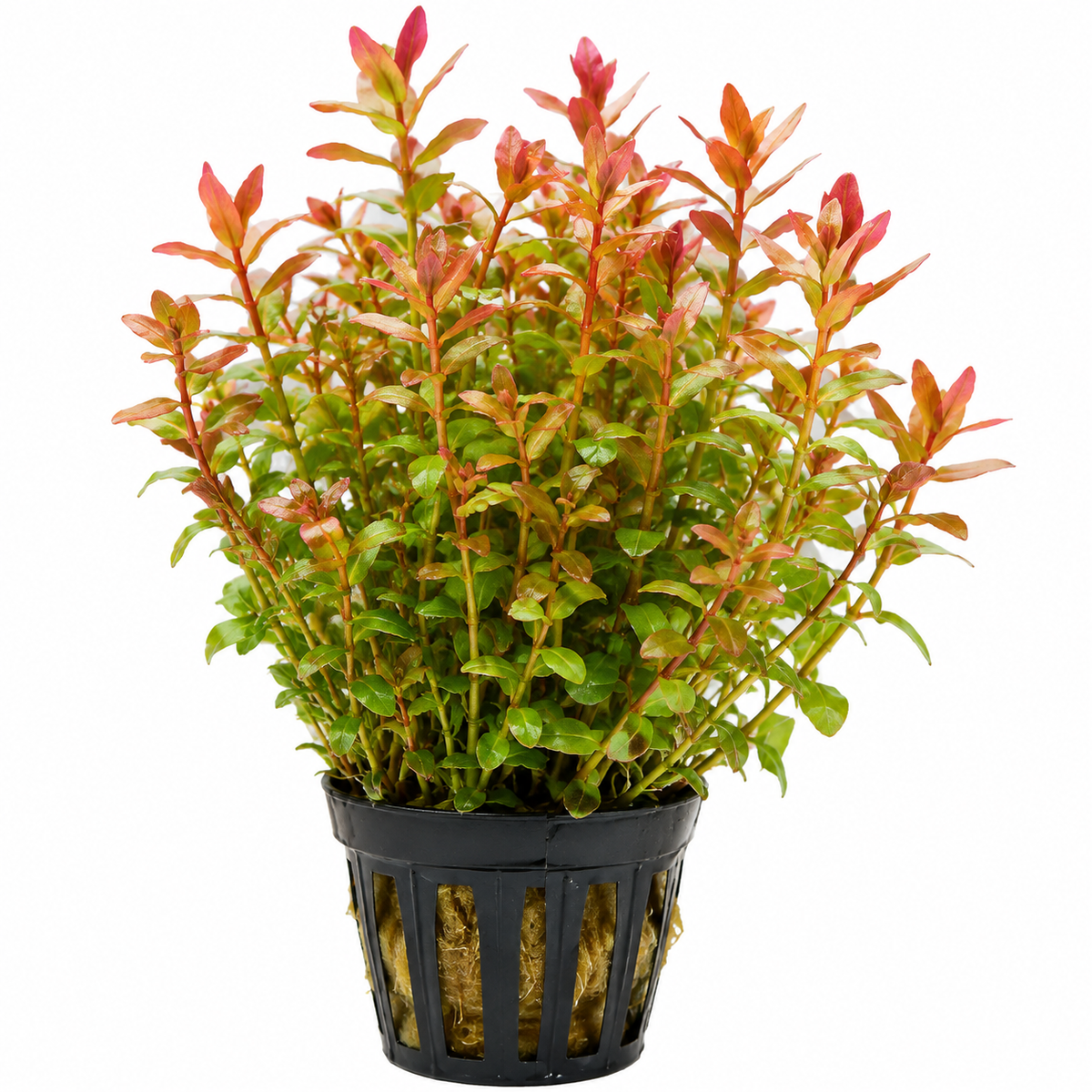 Rotala rotundifolia ‘Indica’ - AP024