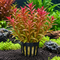 Rotala Birunani – AP390