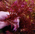 Rotala Blood Red Cuttings - (One Bunch)