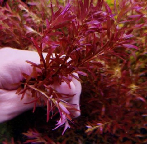Rotala Blood Red Cuttings - (One Bunch)