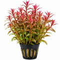Rotala Himalaya AP468