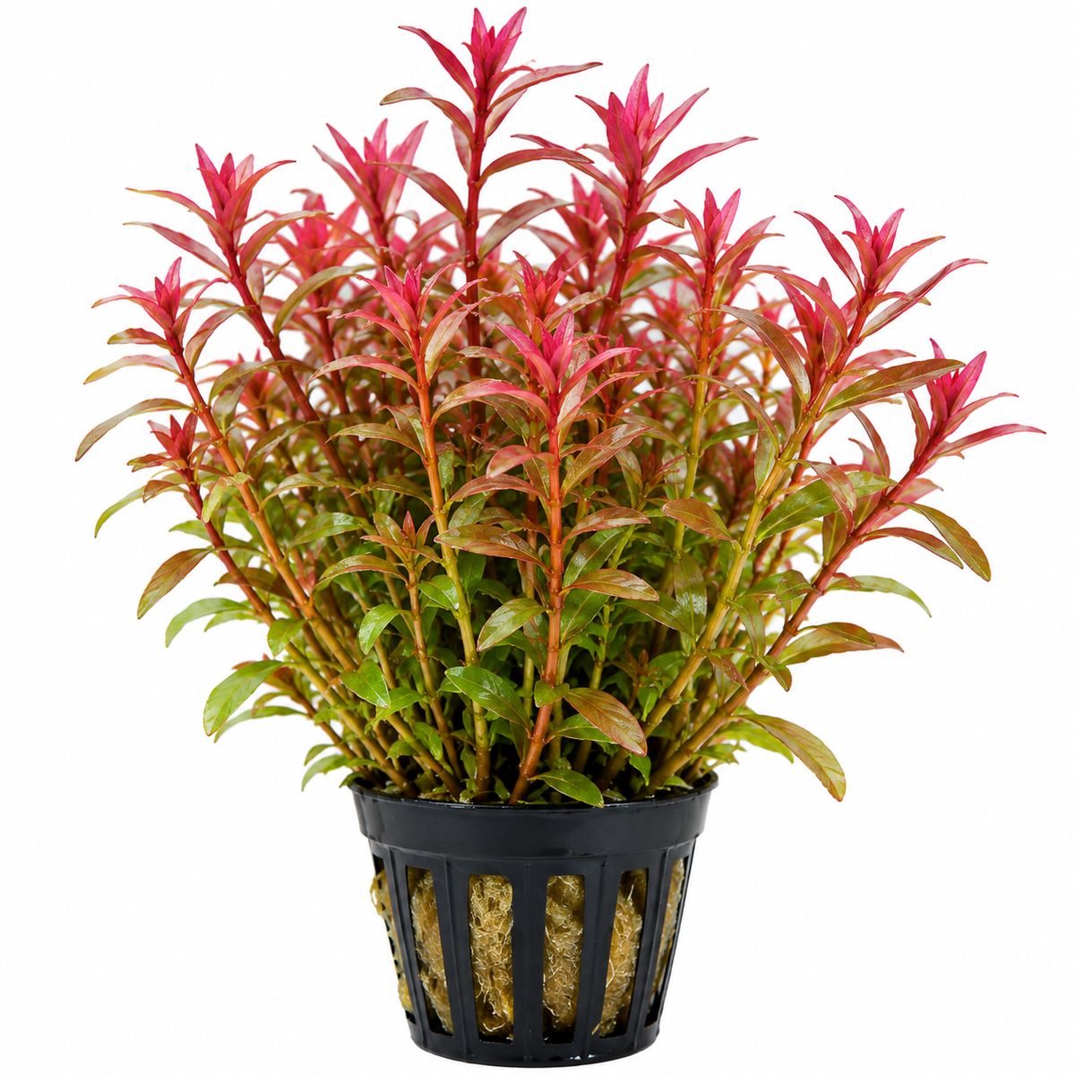 Rotala Himalaya AP468