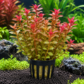 Rotala rotundifolia 'Manipur' – AP391