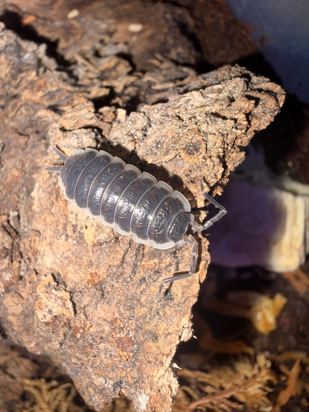 Sevilla Isopods – Porcellio sp. “Sevilla” - Pack of 5