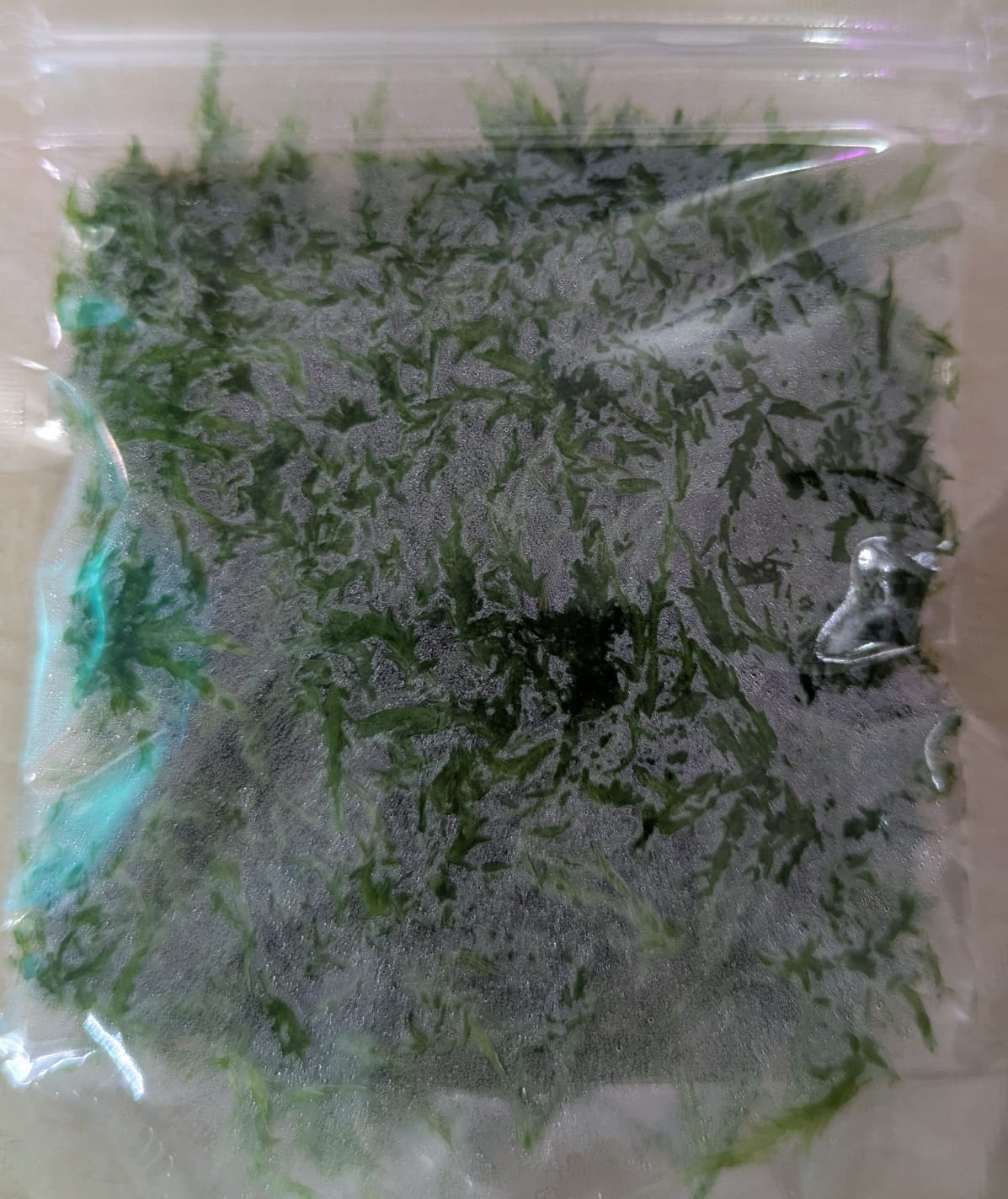 Live Sphagnum Moss - AP613