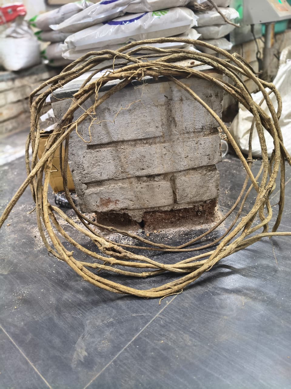 Vine Wood - Per piece - 12 inches