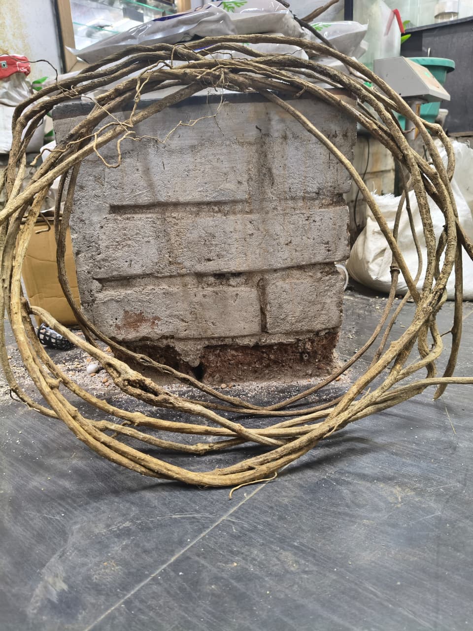 Vine Wood - Per piece - 12 inches