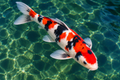 Tri-color Koi