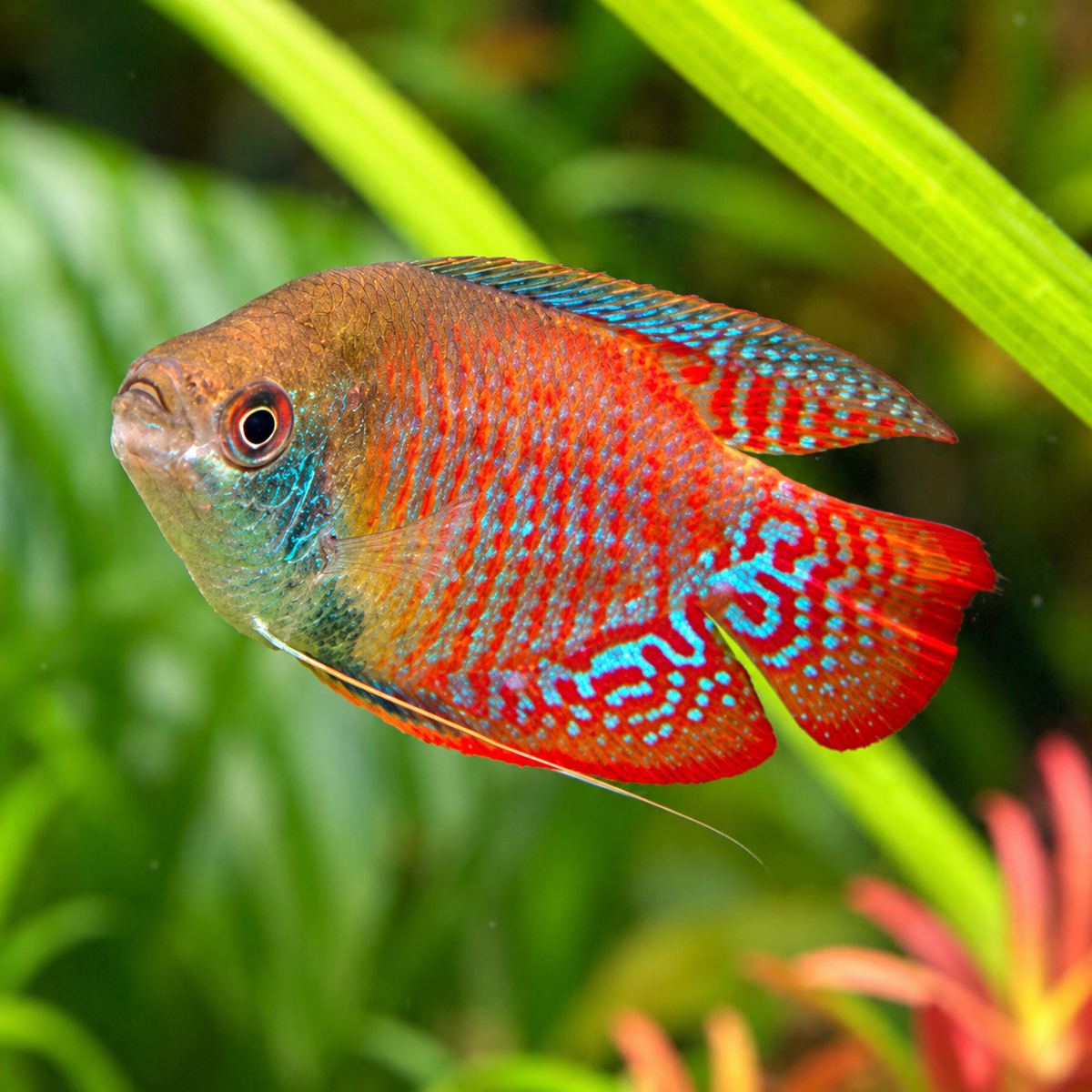 Dwarf Rainbow Gourami