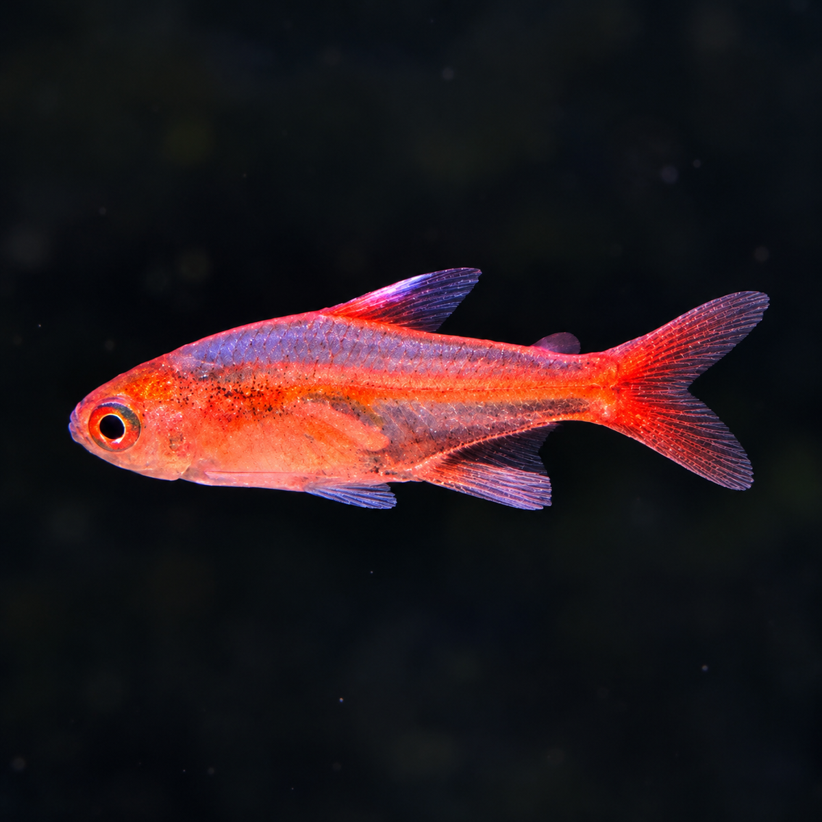 Ember Tetra