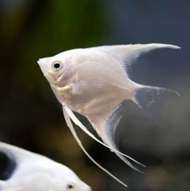 White Angel