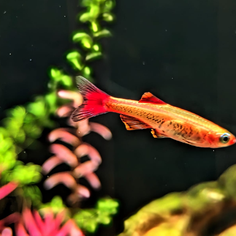 Albino Mountain Minnow