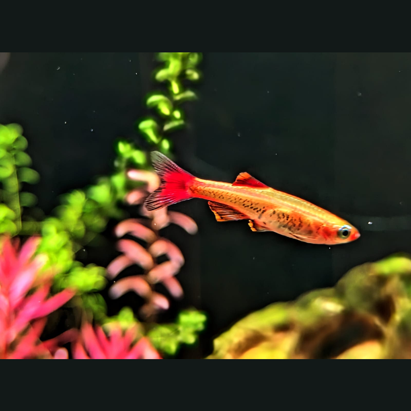 Albino Mountain Minnow