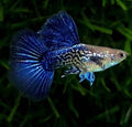 Purple Berry Dragon Guppy - Pair