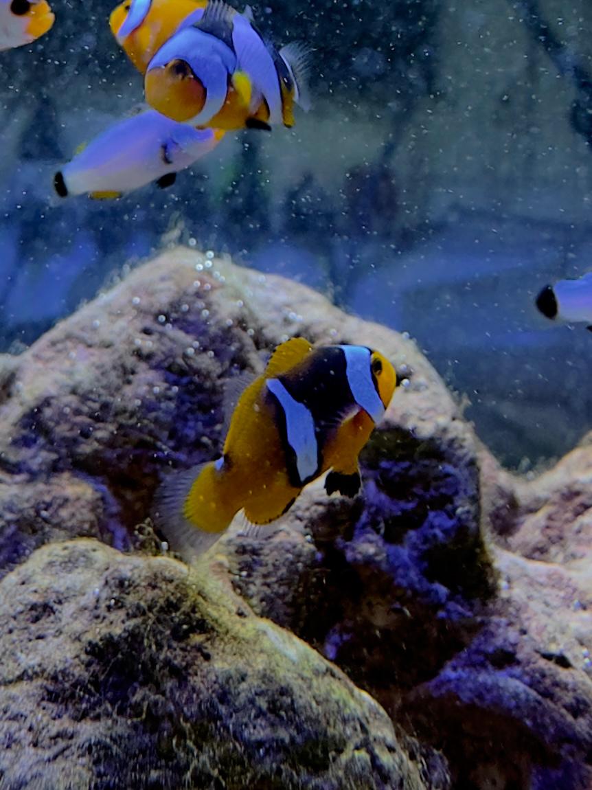 Black Percula Clownfish