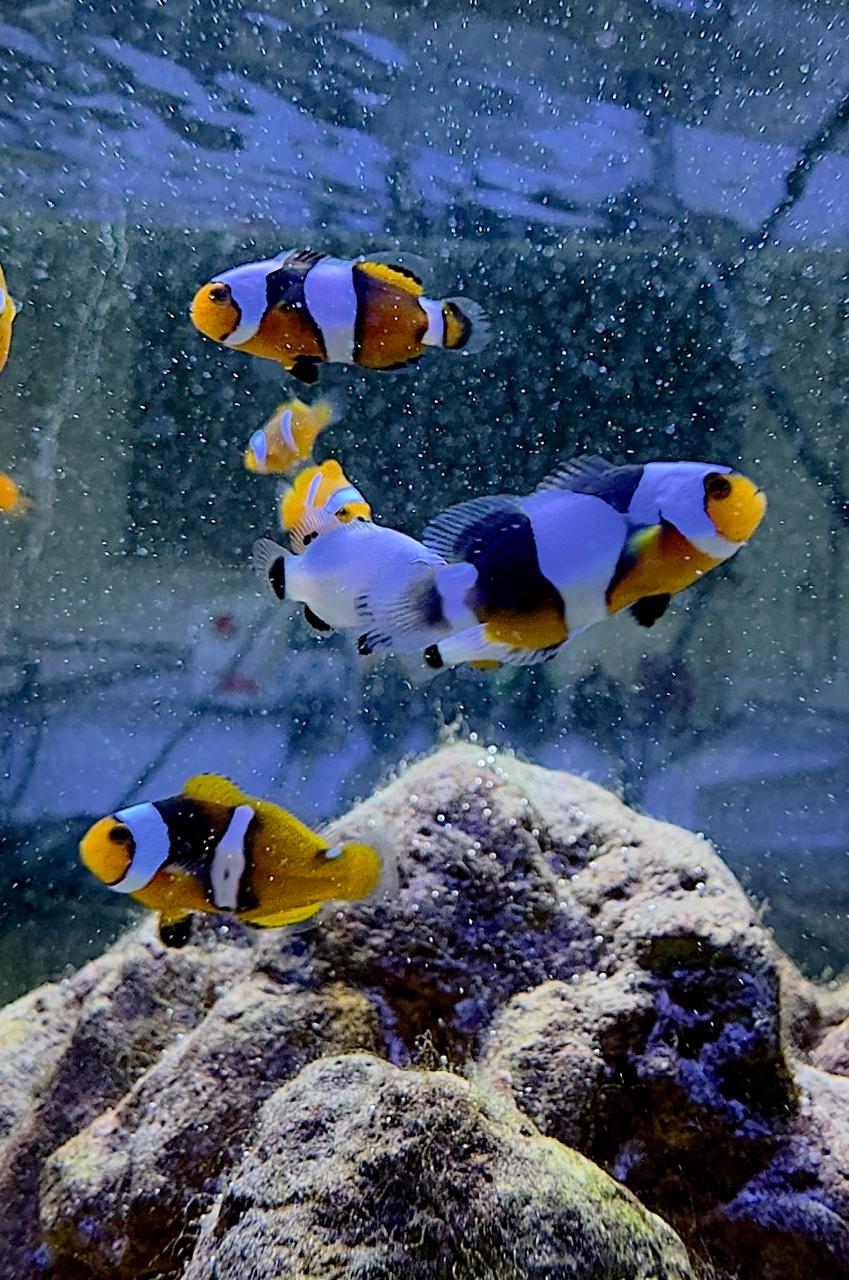 Black Percula Clownfish
