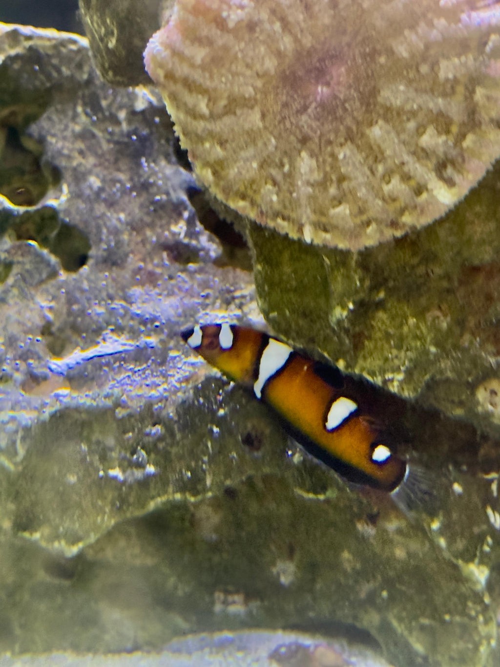 Black Percula Clownfish