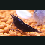 Black shrimps / Jet Black shrimps