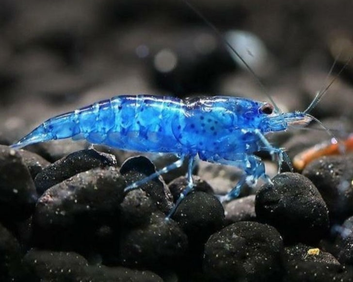 Blue Diamond Shrimp