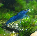 Blue Diamond Shrimp