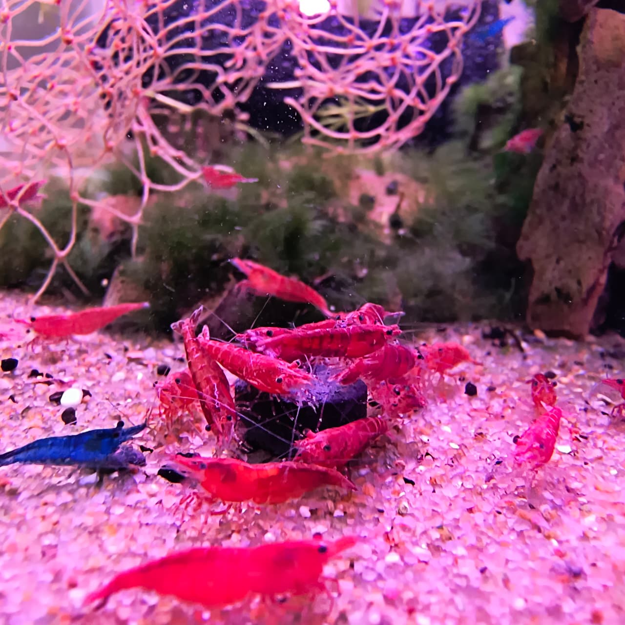 Bottom Feeder Fish Tablets - 25g