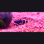 Bumblebee Goby