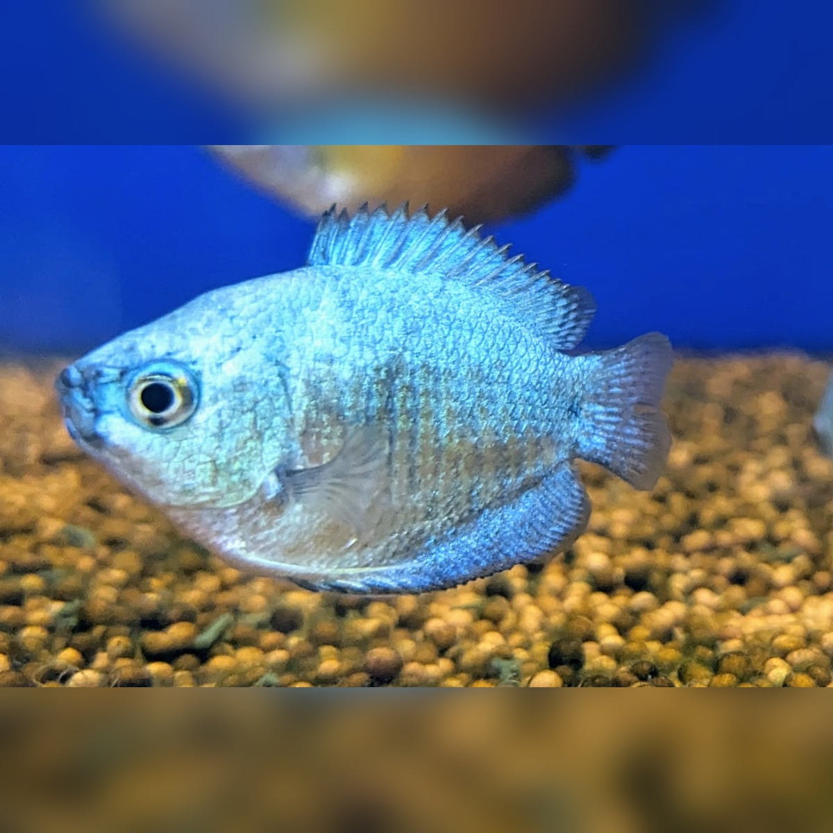 Blue Cobalt Gourami / Neon Blue Gourami