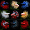 Crowntail Betta Fish