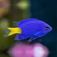 Indian Blue Damsel