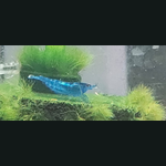 Dream Blue Shrimps