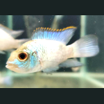 Electric Blue Acara
