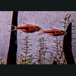 Espei Rasbora
